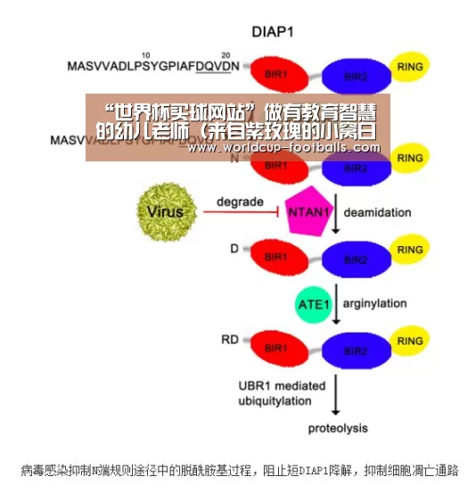 世界杯买球平台